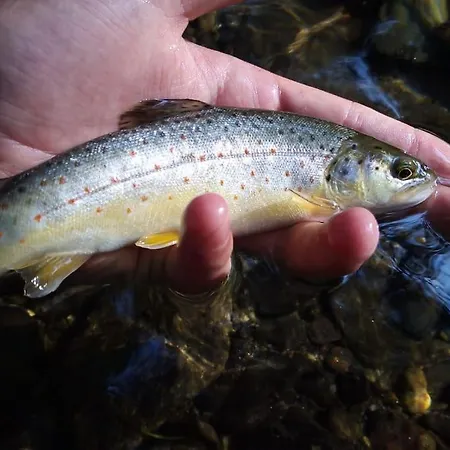 6b Dans Les Pyrenees Proche D'andorre * LʼHospitalet-près-lʼAndorre