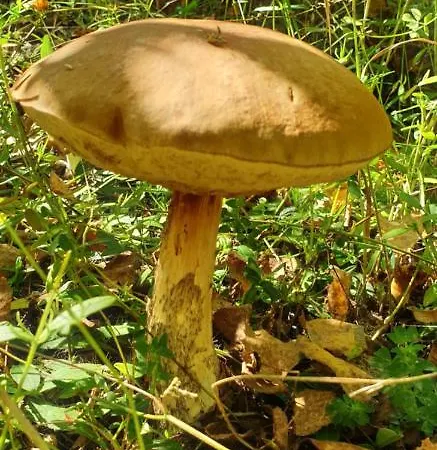 木屋 6b Dans Les Pyrenees Proche D'andorre LʼHospitalet-près-lʼAndorre